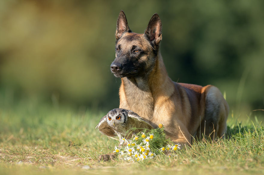 Dog-Ingo-Owl-Friends-Tanja-Brandt