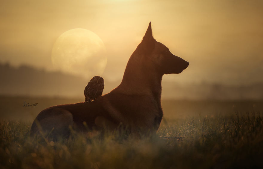 Dog-Ingo-Owl-Friends-Tanja-Brandt