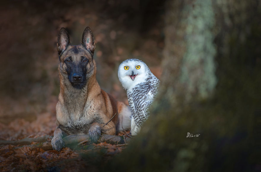 Dog-Ingo-Owl-Friends-Tanja-Brandt