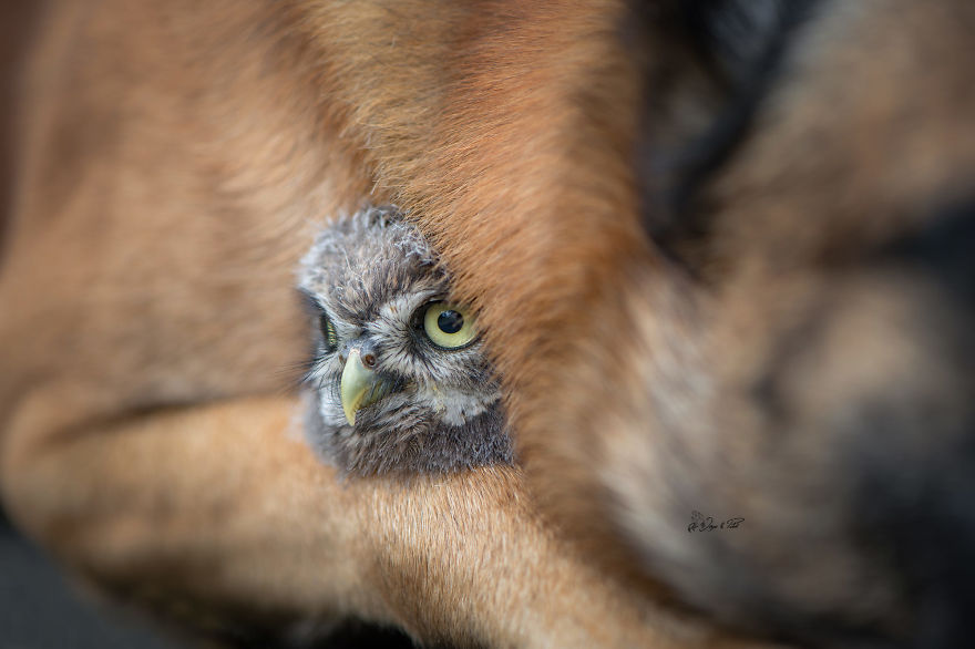 Dog-Ingo-Owl-Friends-Tanja-Brandt