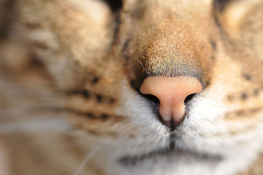 Cat-Noses-Macro-Photography
