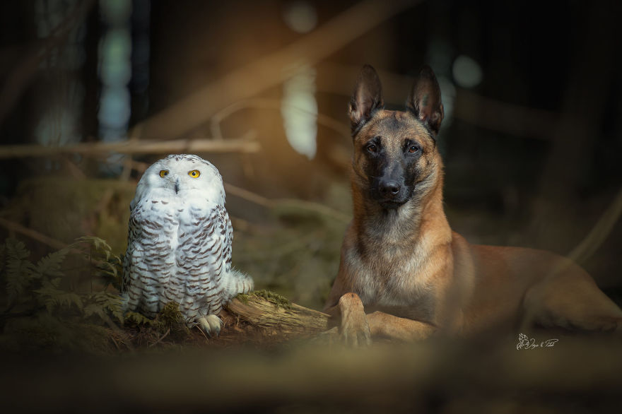 Dog-Ingo-Owl-Friends-Tanja-Brandt