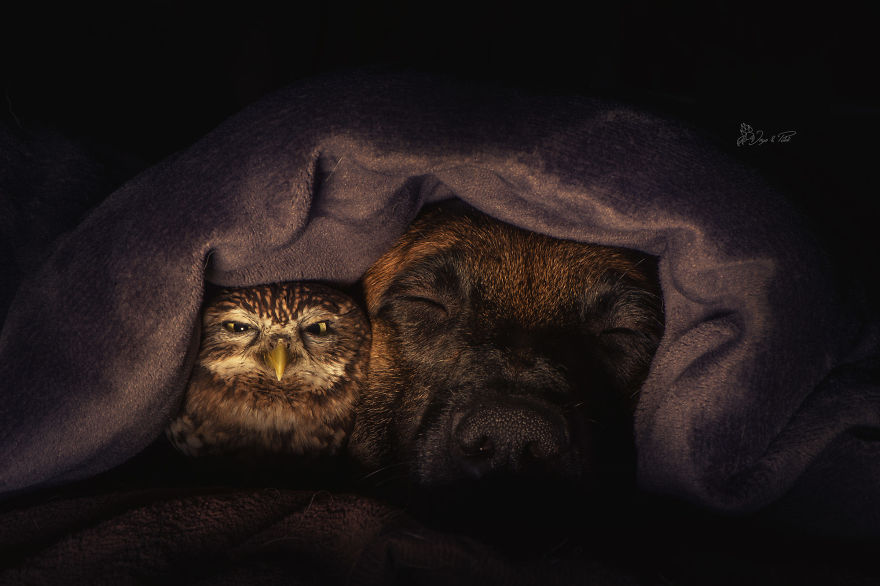 Dog-Ingo-Owl-Friends-Tanja-Brandt