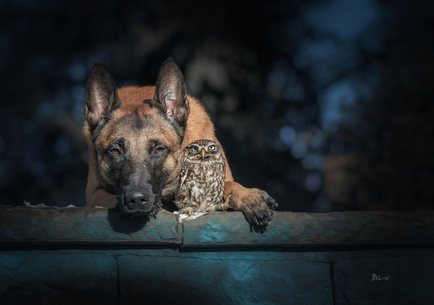 Dog-Ingo-Owl-Friends-Tanja-Brandt