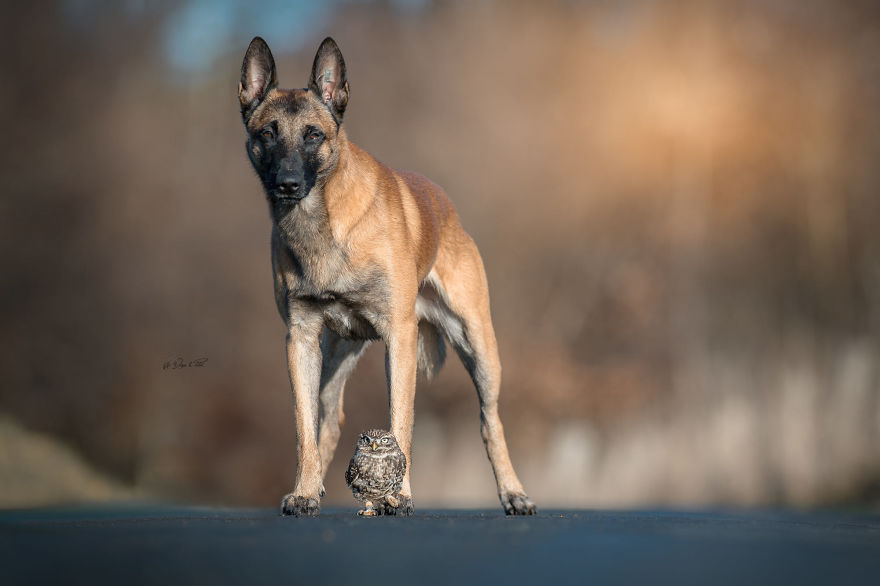 Dog-Ingo-Owl-Friends-Tanja-Brandt