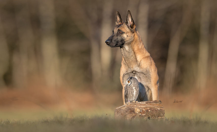 Dog-Ingo-Owl-Friends-Tanja-Brandt