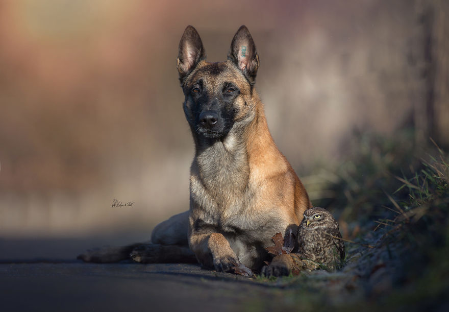Dog-Ingo-Owl-Friends-Tanja-Brandt
