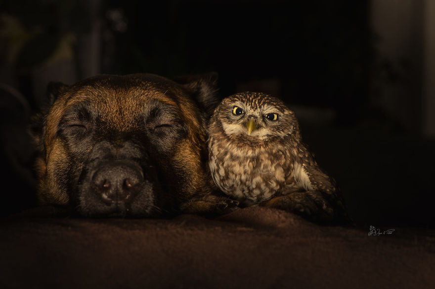 Dog-Ingo-Owl-Friends-Tanja-Brandt