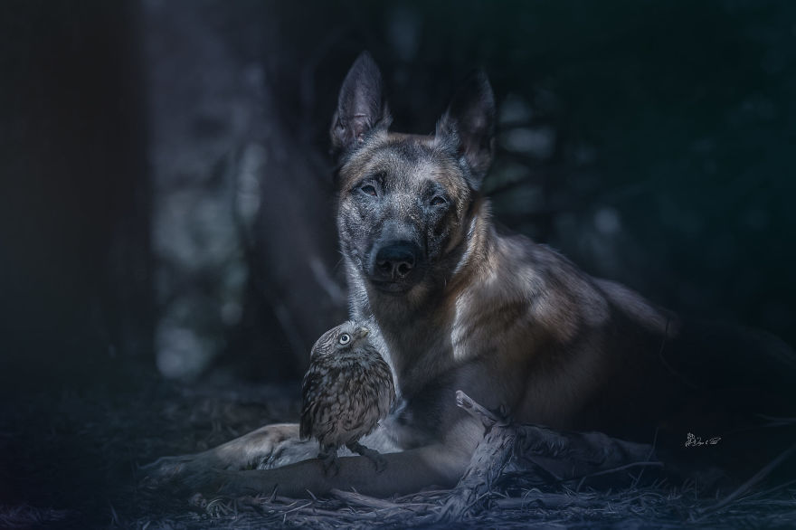 Dog-Ingo-Owl-Friends-Tanja-Brandt