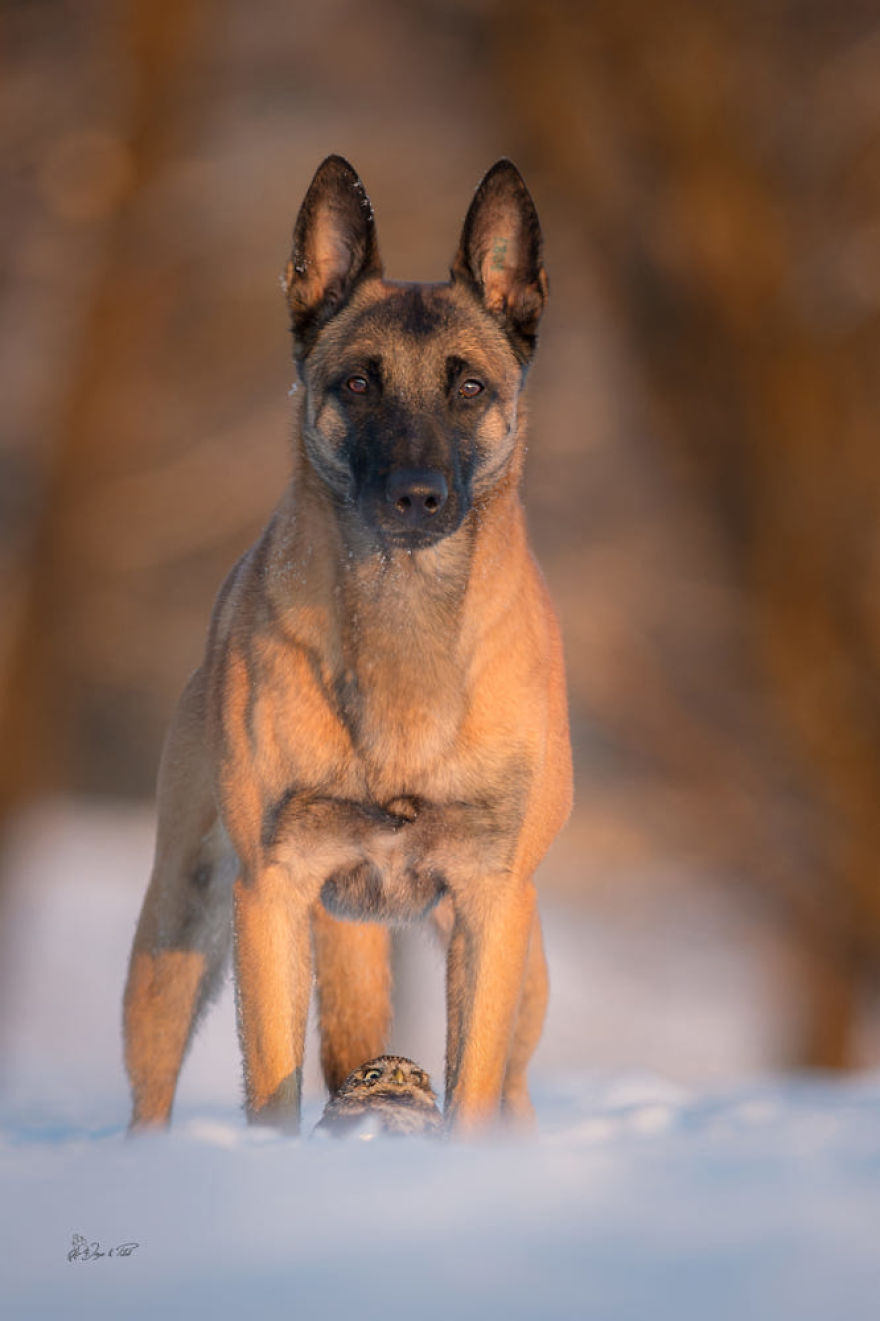Dog-Ingo-Owl-Friends-Tanja-Brandt
