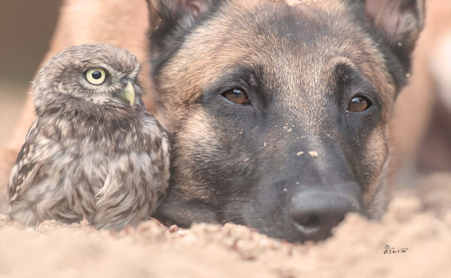 Dog-Ingo-Owl-Friends-Tanja-Brandt