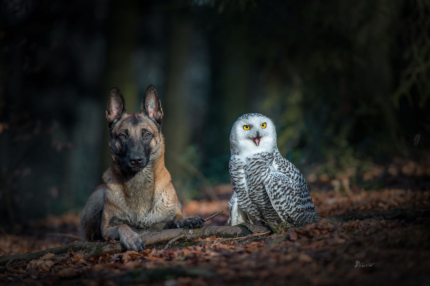 Dog-Ingo-Owl-Friends-Tanja-Brandt