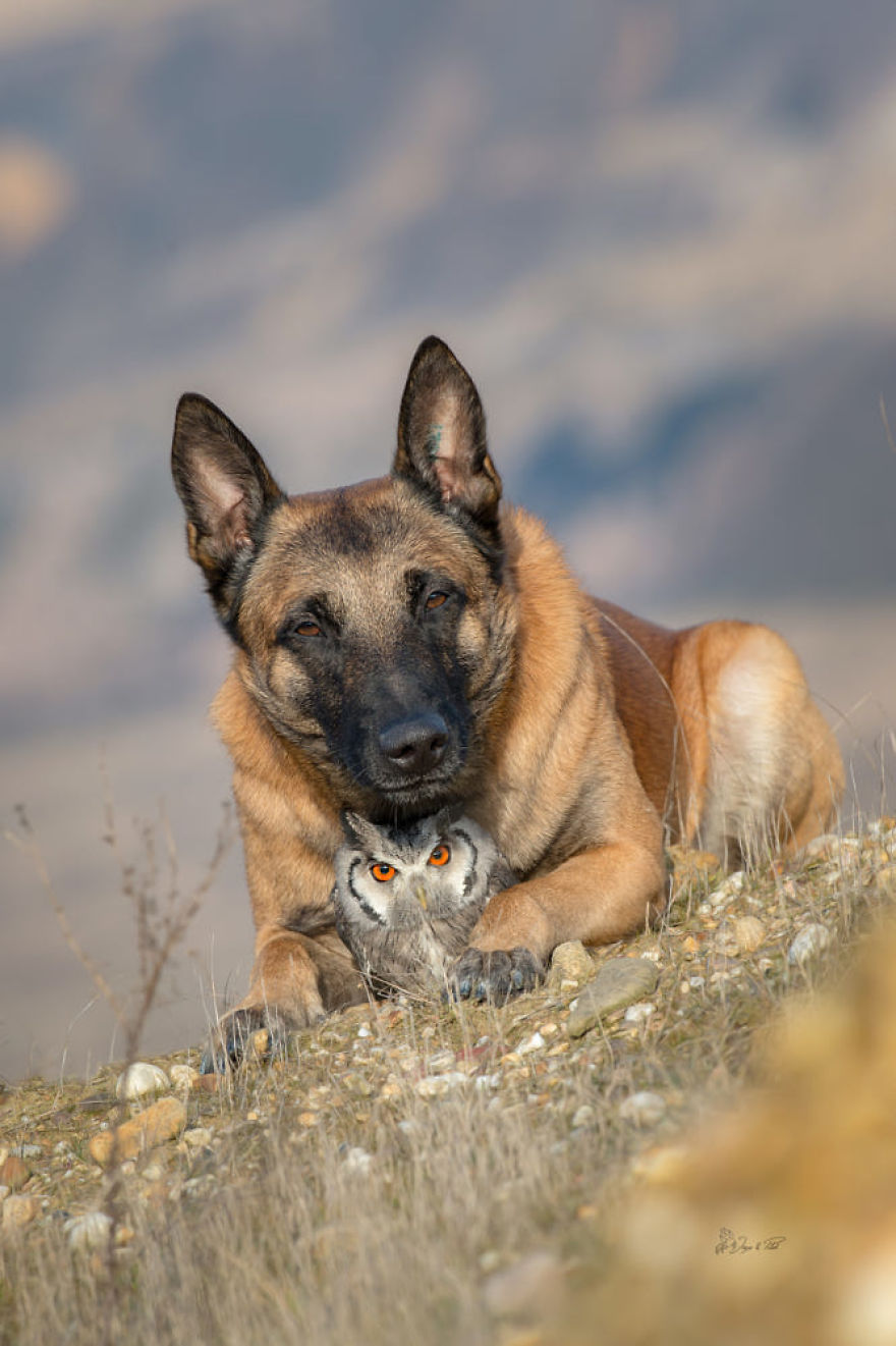 Dog-Ingo-Owl-Friends-Tanja-Brandt