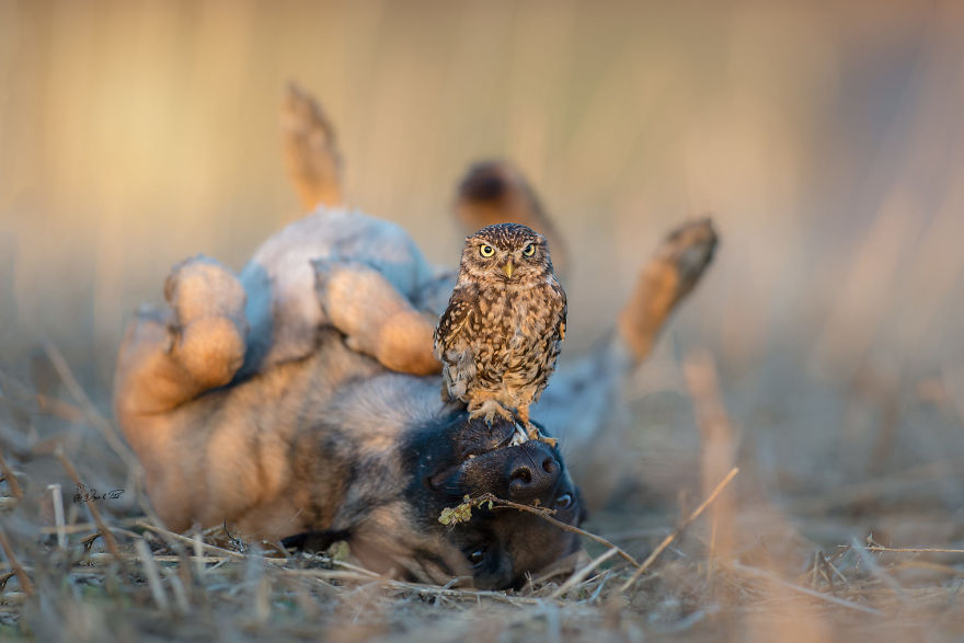 Dog-Ingo-Owl-Friends-Tanja-Brandt