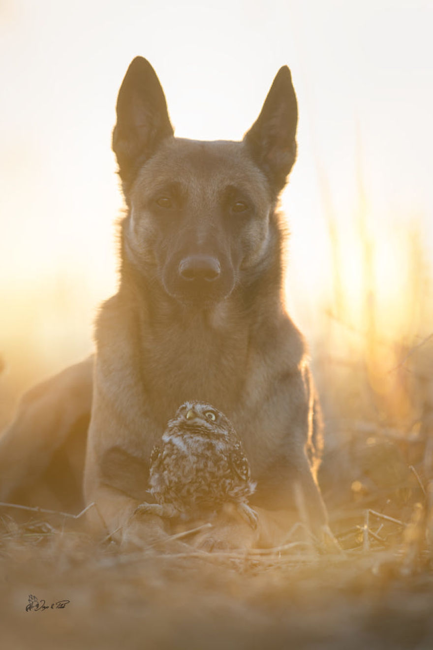 Dog-Ingo-Owl-Friends-Tanja-Brandt