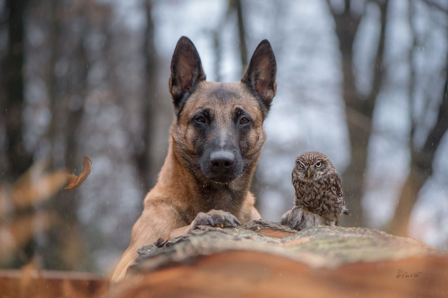 Dog-Ingo-Owl-Friends-Tanja-Brandt