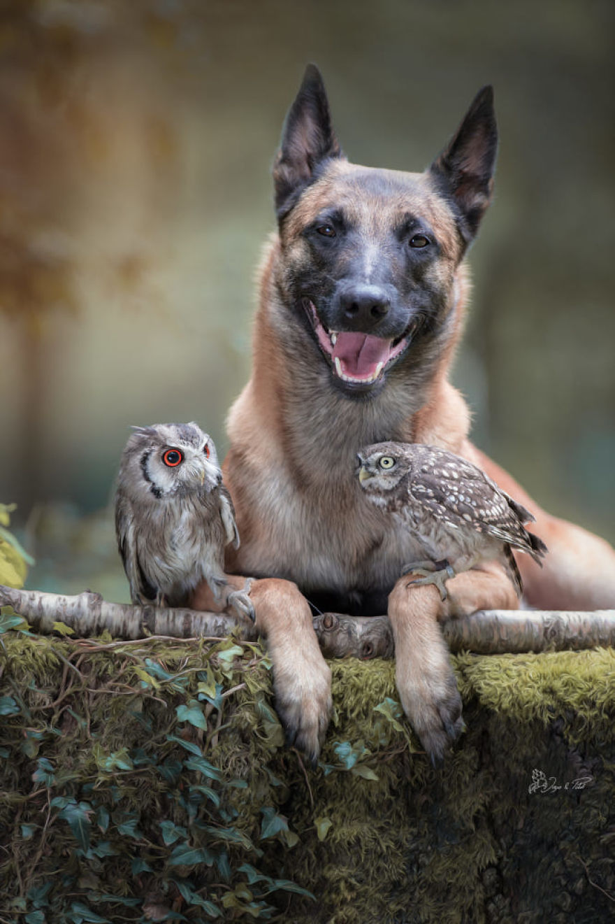 Dog-Ingo-Owl-Friends-Tanja-Brandt