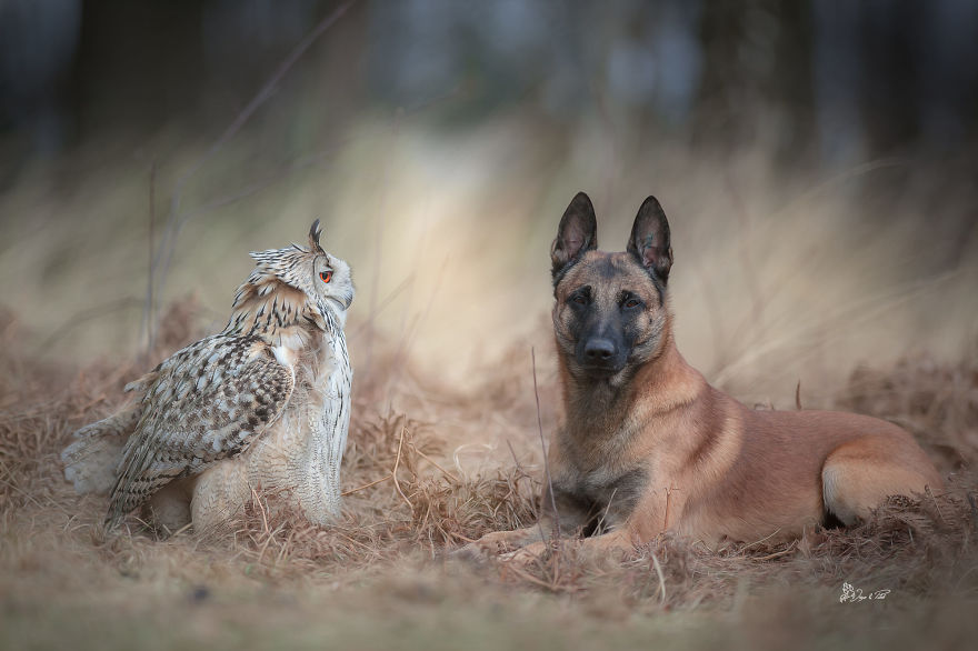 Dog-Ingo-Owl-Friends-Tanja-Brandt