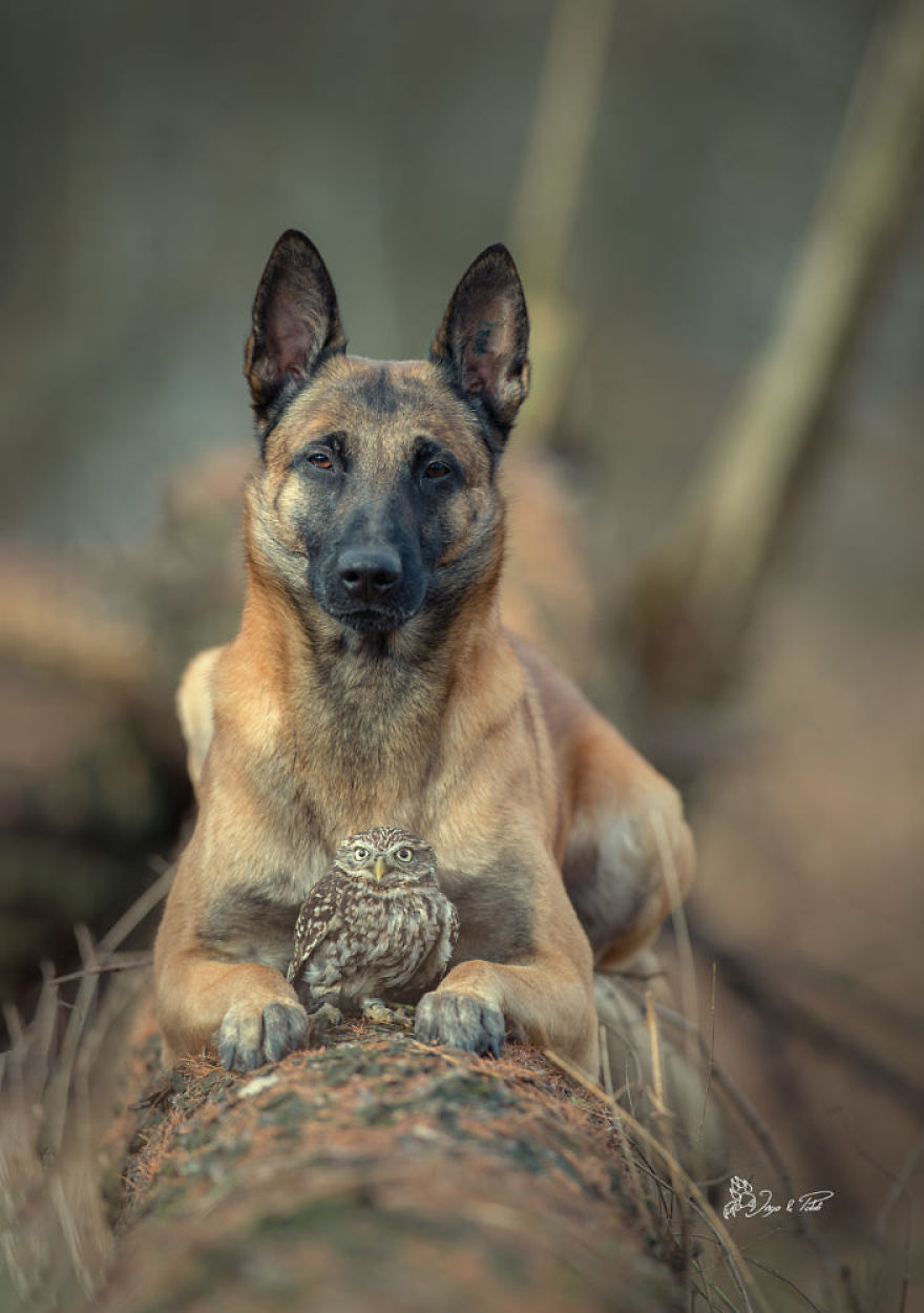 Dog-Ingo-Owl-Friends-Tanja-Brandt