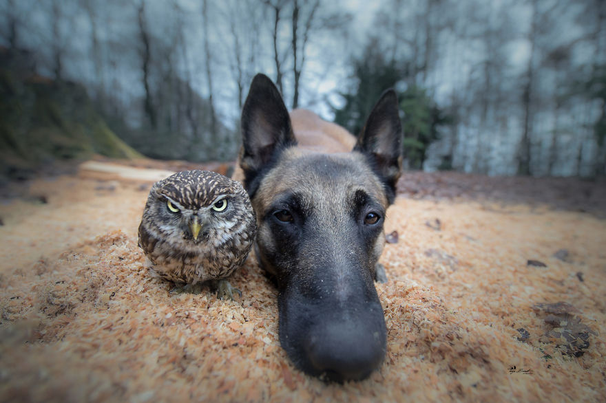Dog-Ingo-Owl-Friends-Tanja-Brandt