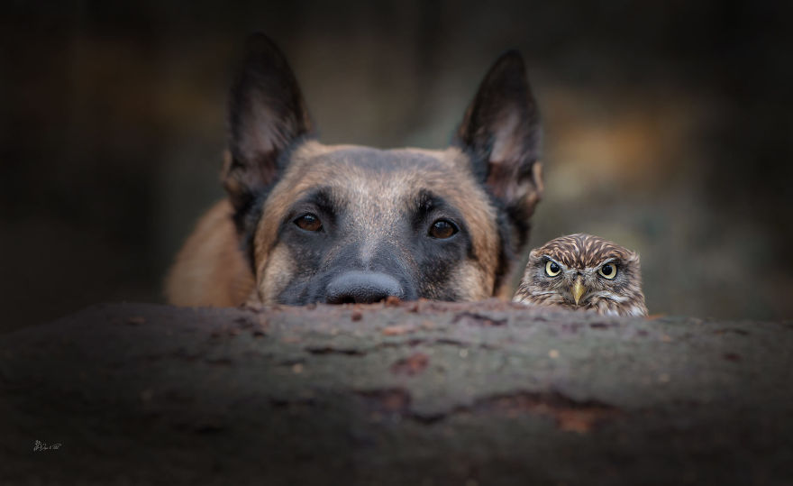 Dog-Ingo-Owl-Friends-Tanja-Brandt