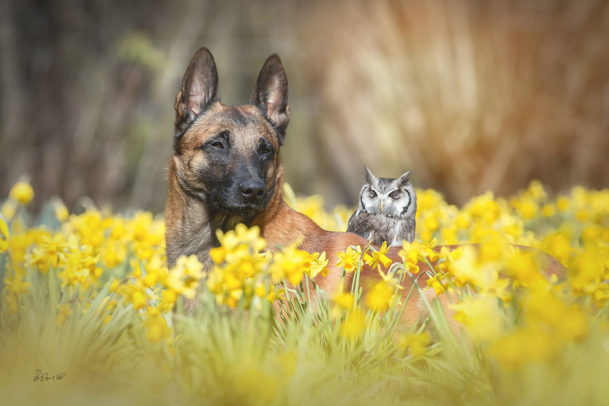 Dog-Ingo-Owl-Friends-Tanja-Brandt
