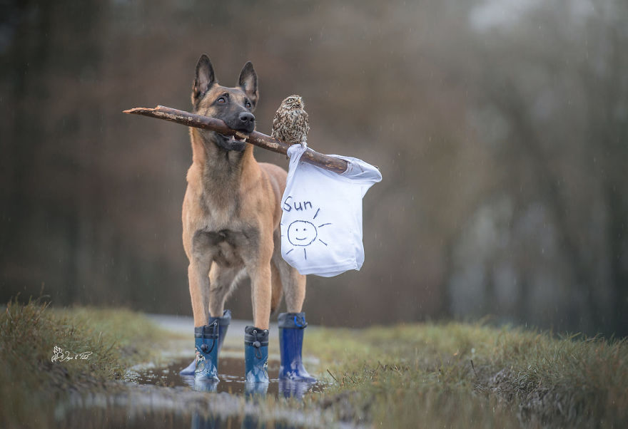 Dog-Ingo-Owl-Friends-Tanja-Brandt