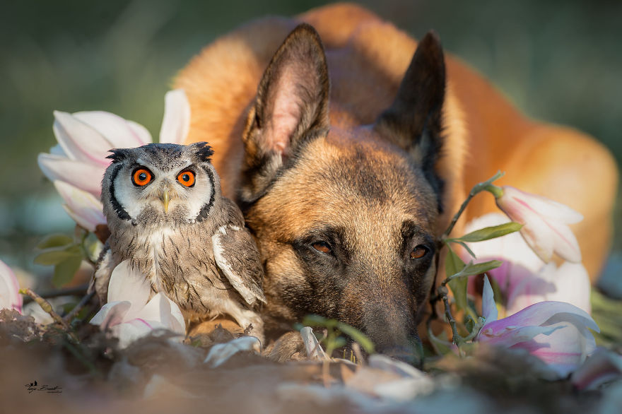 Dog-Ingo-Owl-Friends-Tanja-Brandt