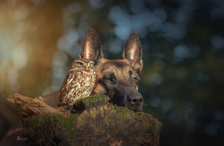 Dog-Ingo-Owl-Friends-Tanja-Brandt