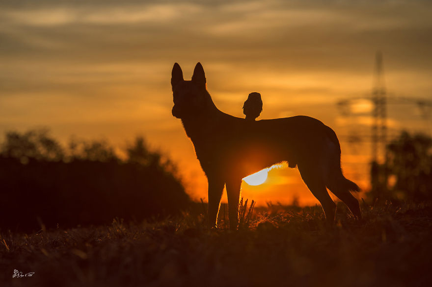 Dog-Ingo-Owl-Friends-Tanja-Brandt
