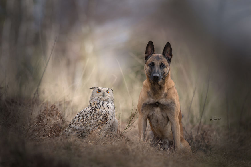 Dog-Ingo-Owl-Friends-Tanja-Brandt