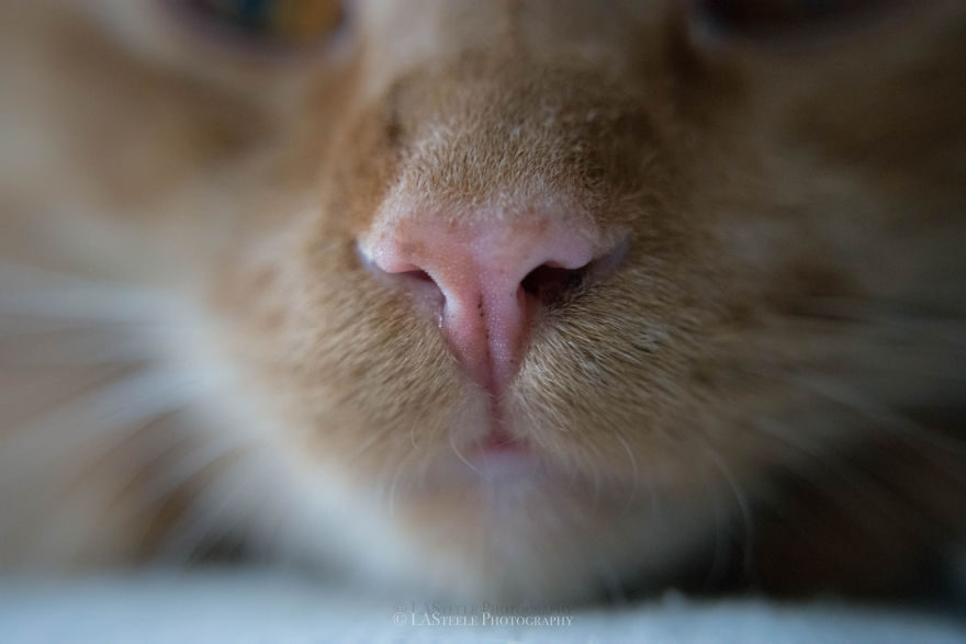 Cat-Noses-Macro-Photography