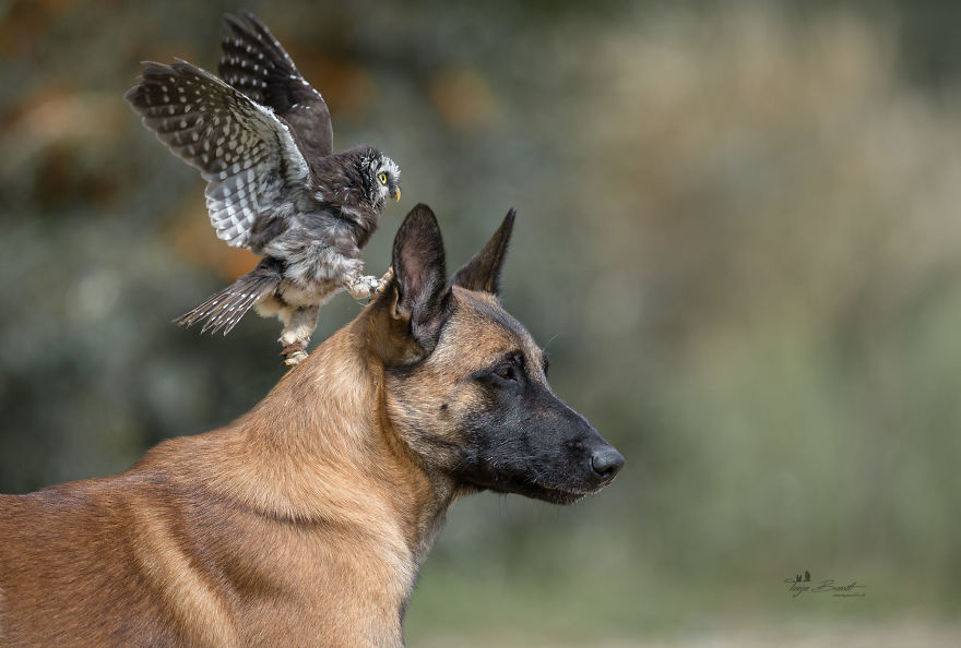 Dog-Ingo-Owl-Friends-Tanja-Brandt