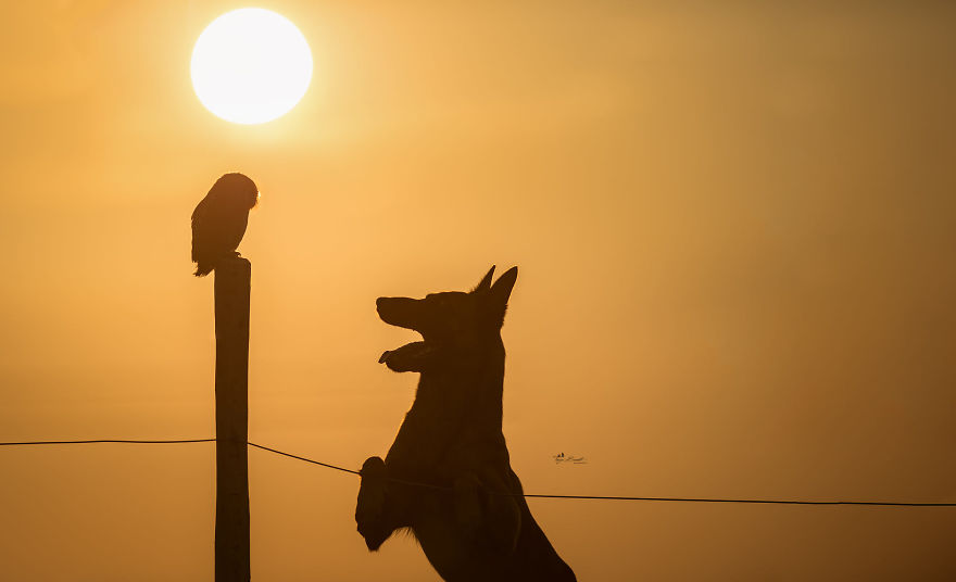 Dog-Ingo-Owl-Friends-Tanja-Brandt