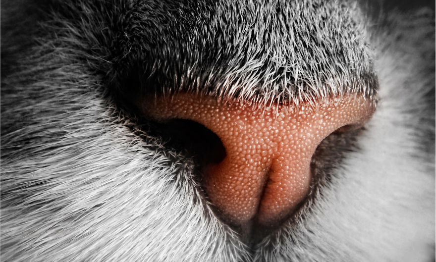 Cat-Noses-Macro-Photography
