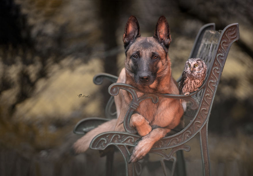 Dog-Ingo-Owl-Friends-Tanja-Brandt
