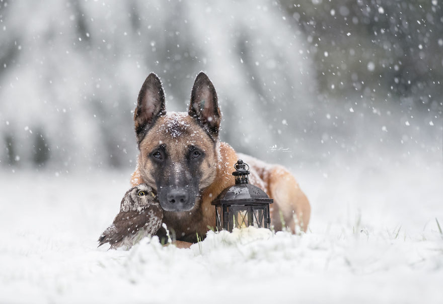 Dog-Ingo-Owl-Friends-Tanja-Brandt