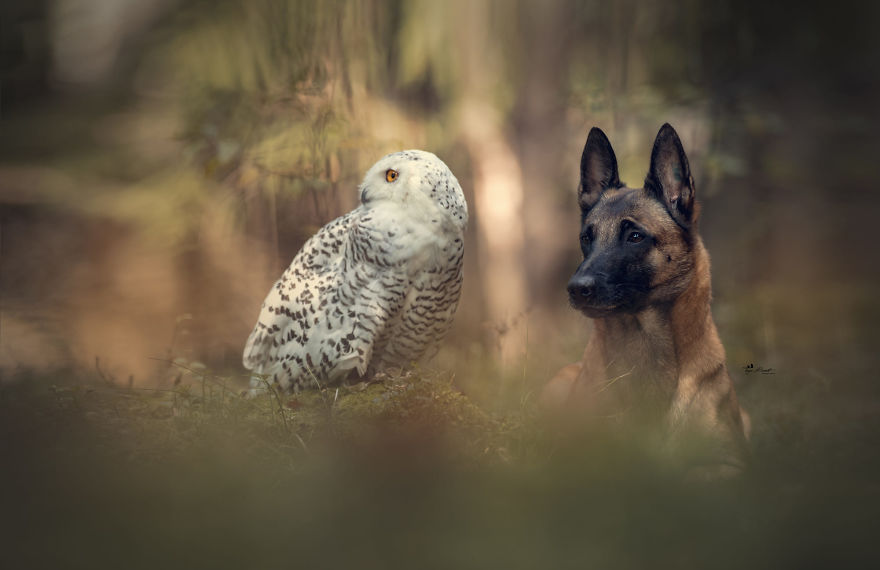 Dog-Ingo-Owl-Friends-Tanja-Brandt
