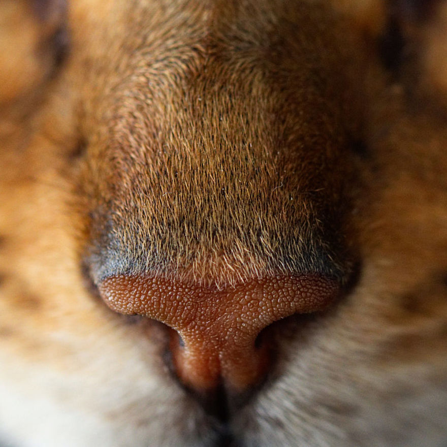Cat-Noses-Macro-Photography