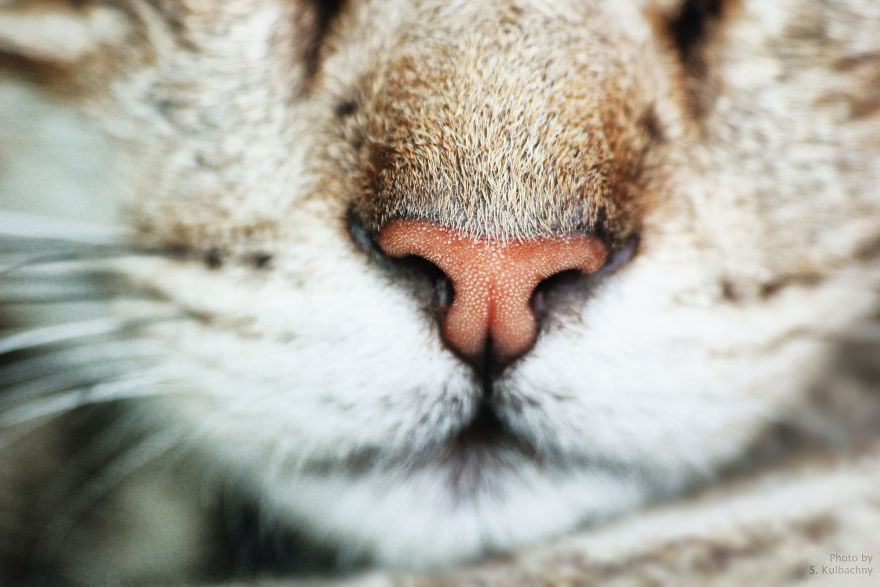 Cat-Noses-Macro-Photography