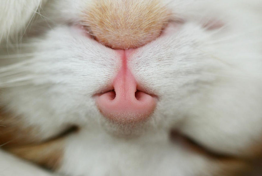 Cat-Noses-Macro-Photography