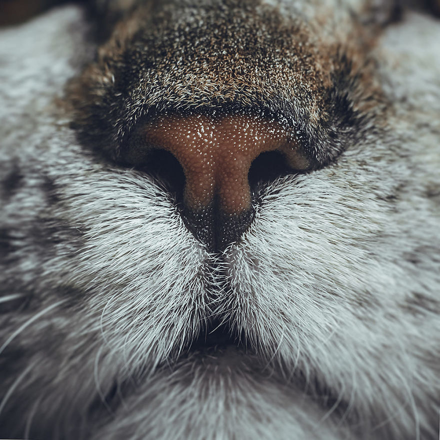 Cat-Noses-Macro-Photography