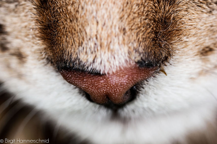 Cat-Noses-Macro-Photography