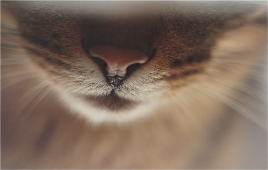 Cat-Noses-Macro-Photography
