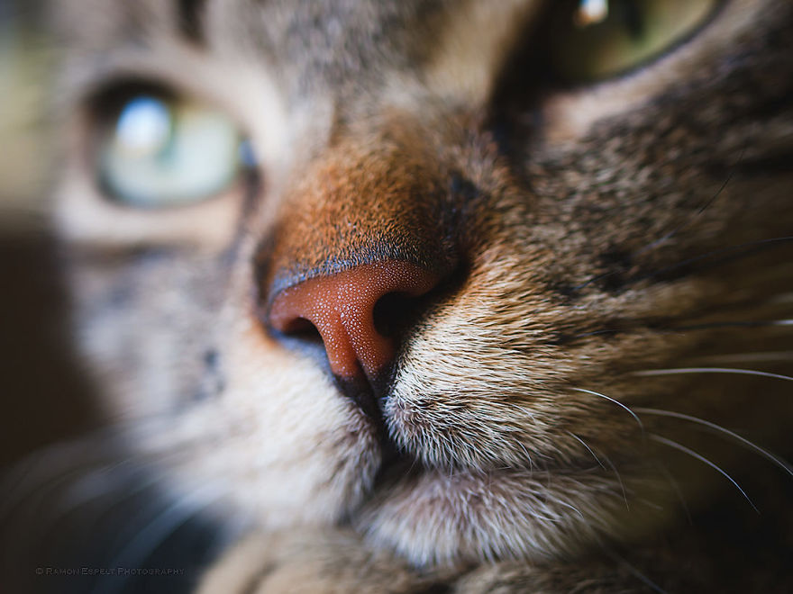 Cat-Noses-Macro-Photography