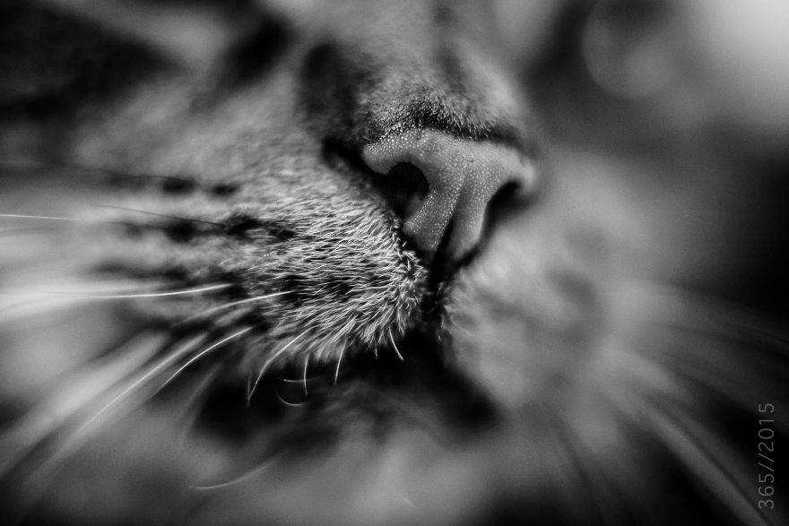Cat-Noses-Macro-Photography