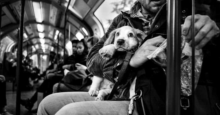 Street Photographer Travels The World Portraying Very Different Personalities Of Dogs