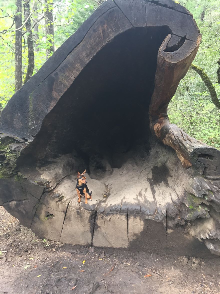 Dora Dog The Explorer Dora Dog The Explorer