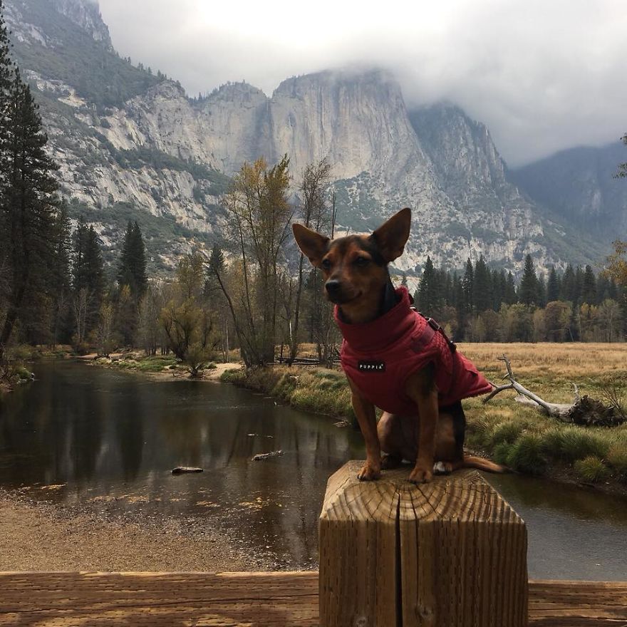 Dora Dog The Explorer Dora Dog The Explorer