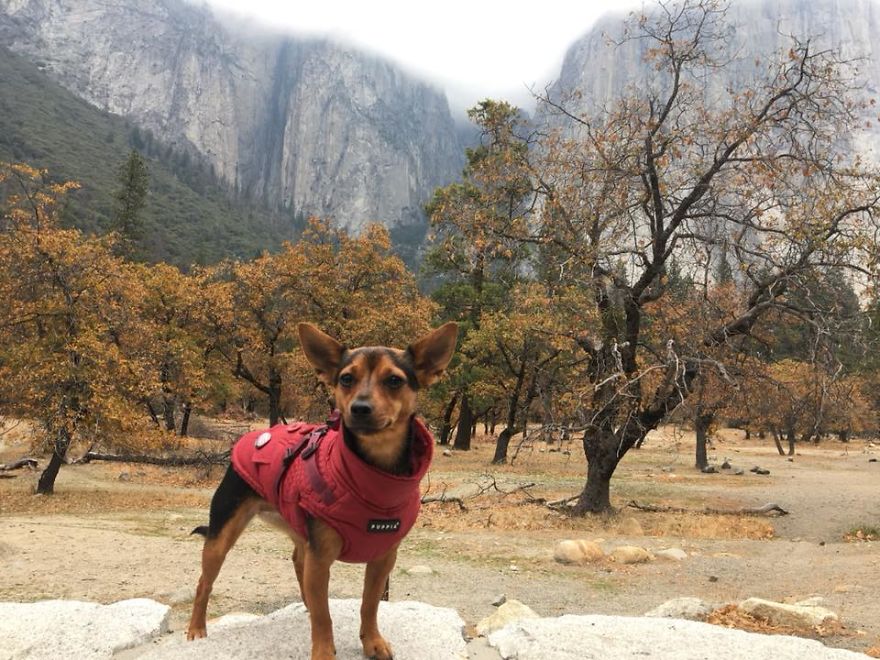 Dora Dog The Explorer